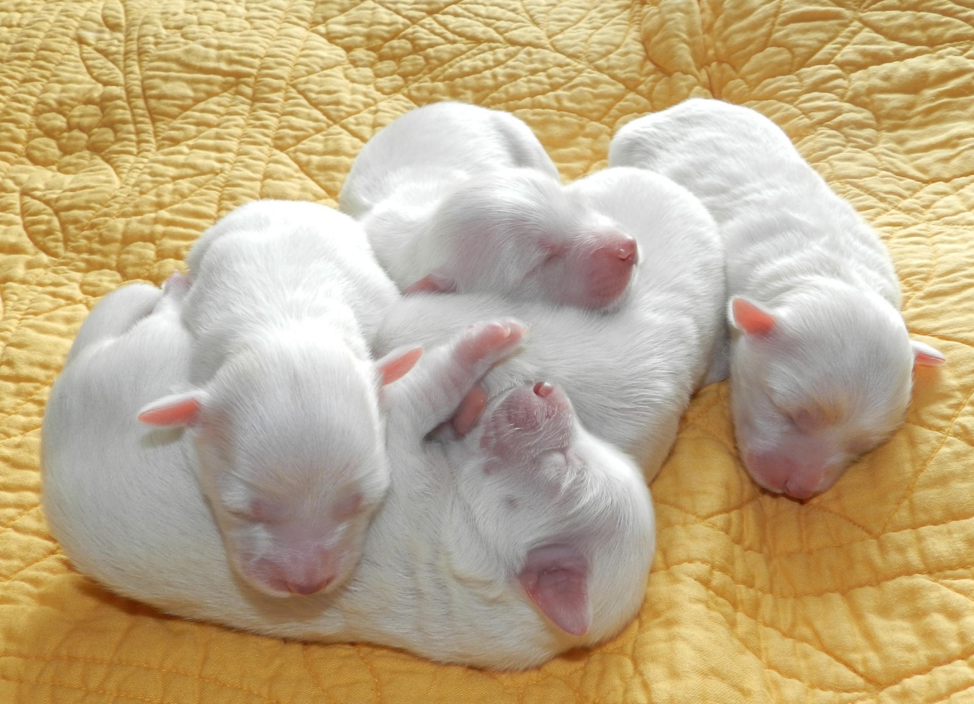 puppy coton de tulear dog free photo