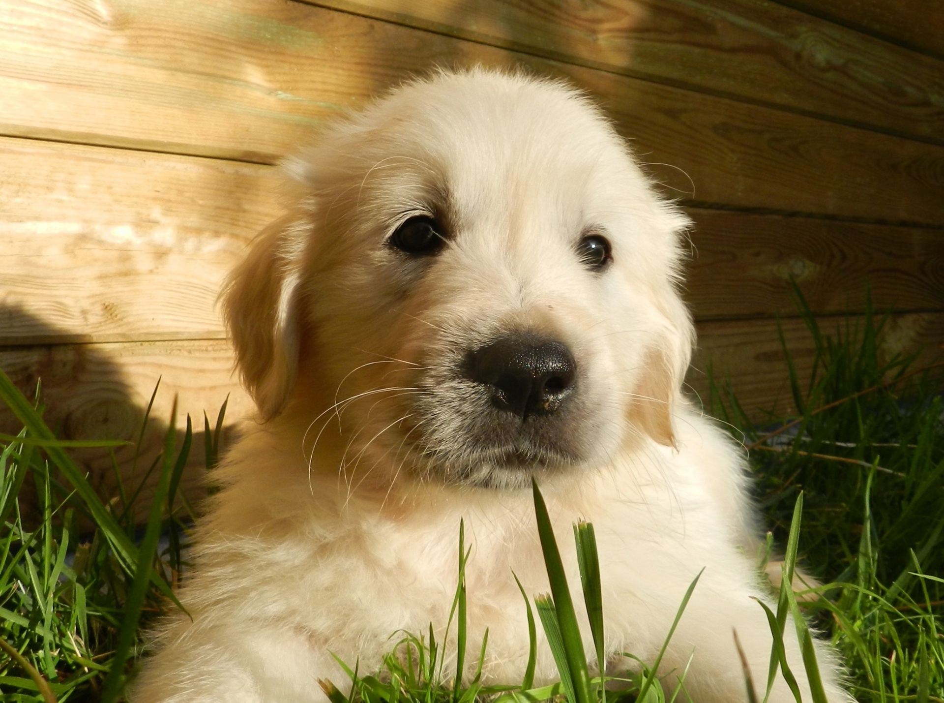 dog puppy golden free photo