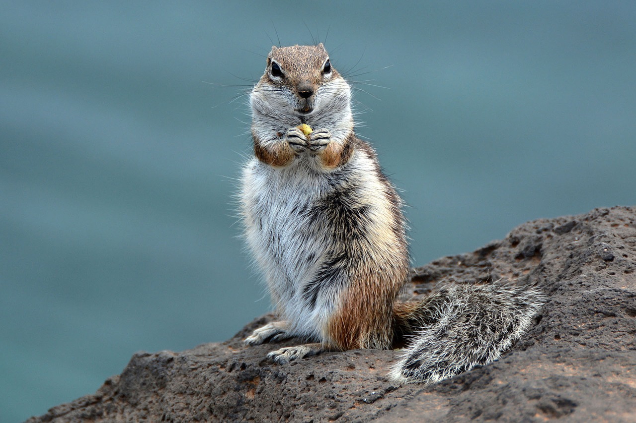 chipmunk rodent furry free photo