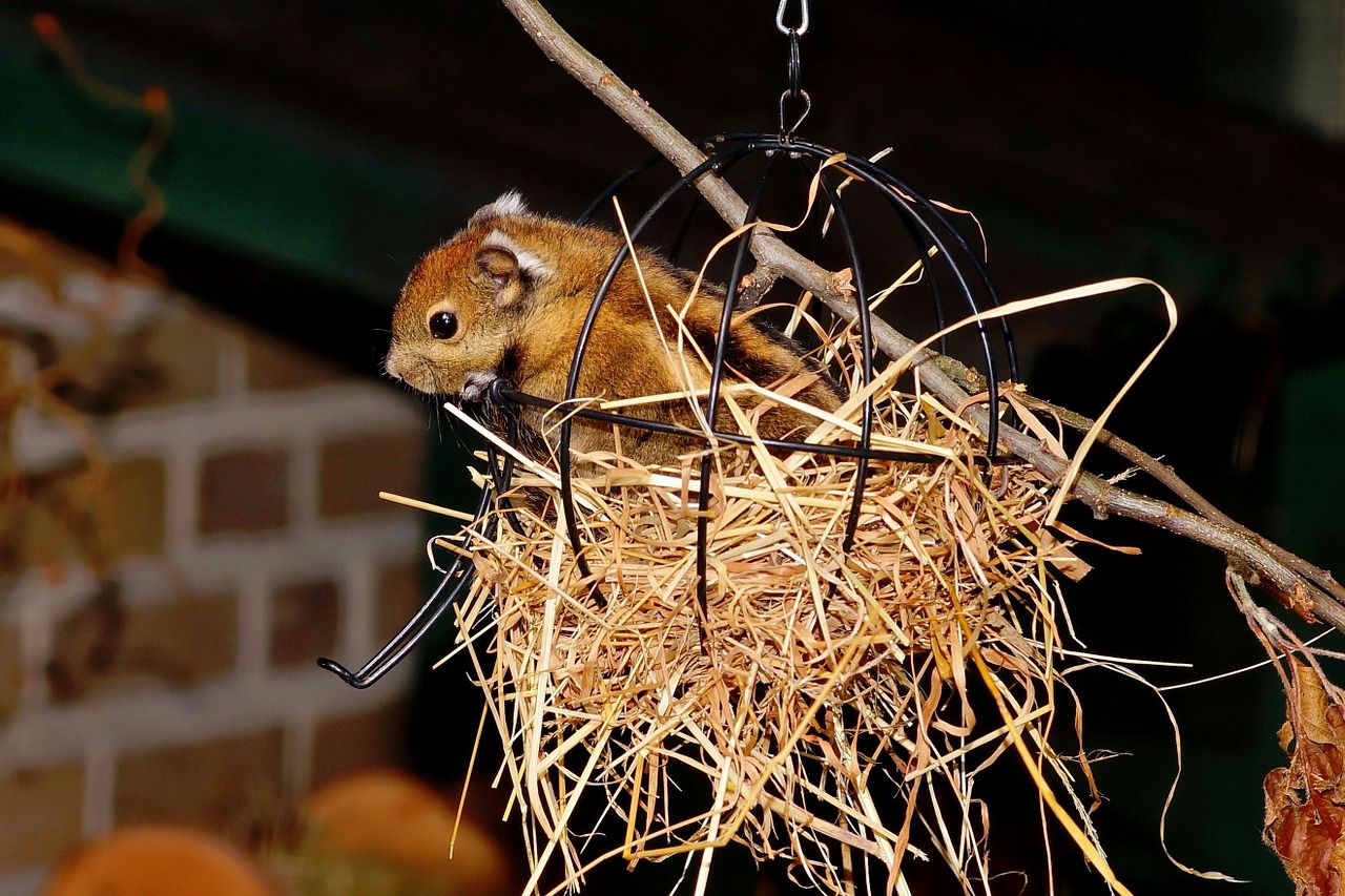 chipmunk cute nager free photo