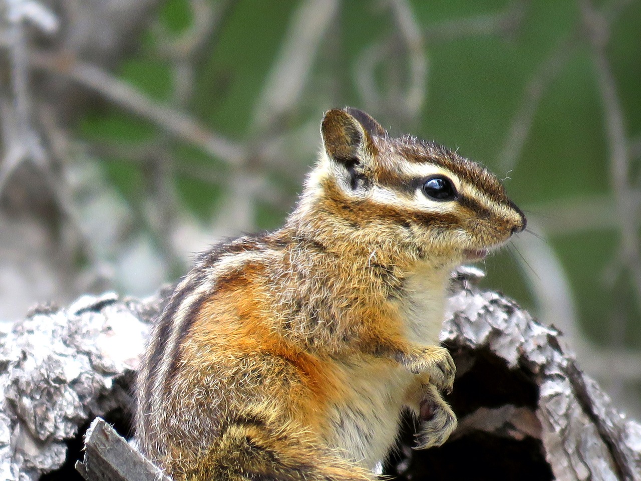 chipmunk wildlife nature free photo