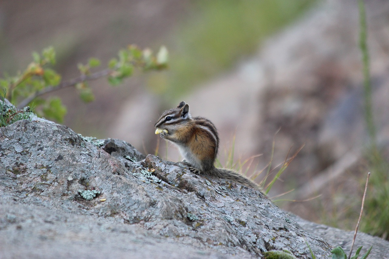 chipmunk nature animal free photo