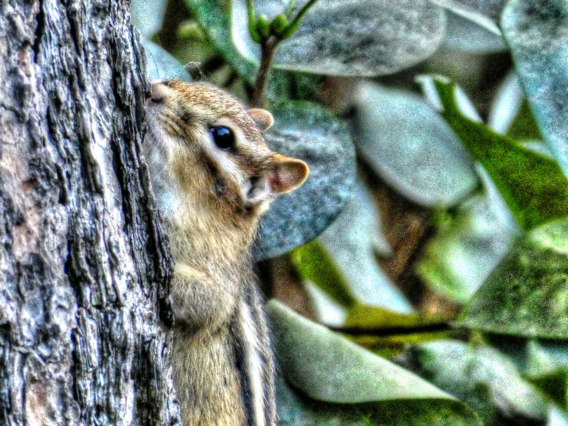 chipmunk chipmunks rodent free photo