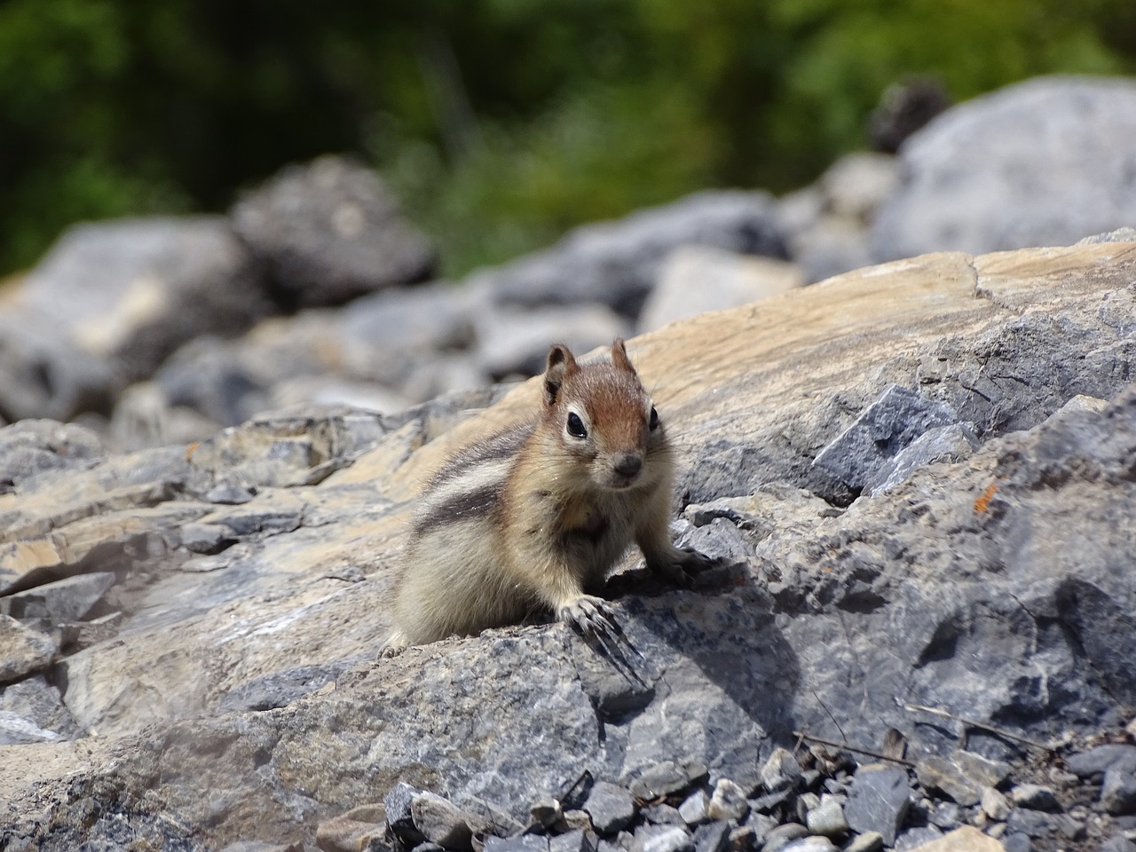 chipmunk nature animal free photo