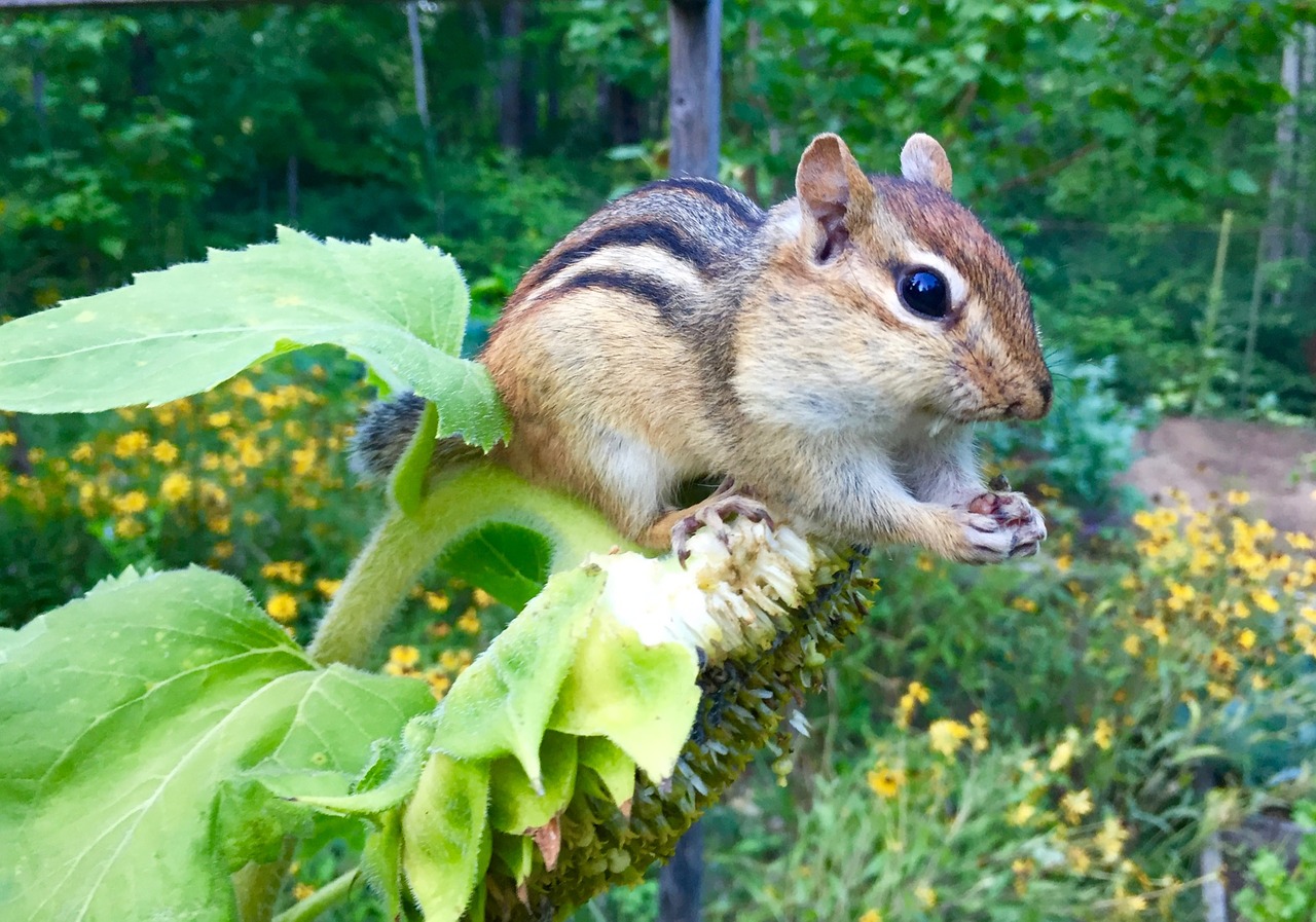 chipmunk animal rodent free photo