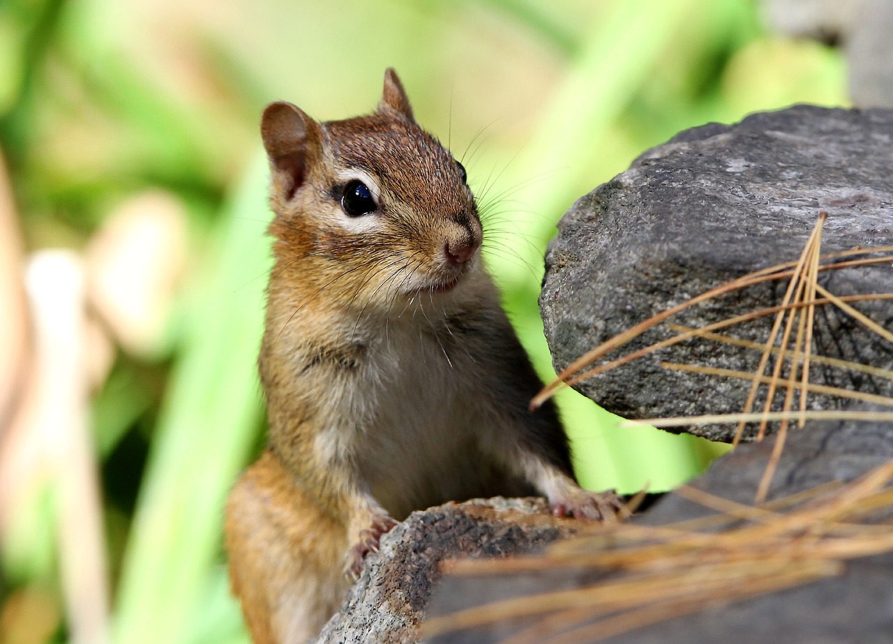 chipmunk rodent animal free photo