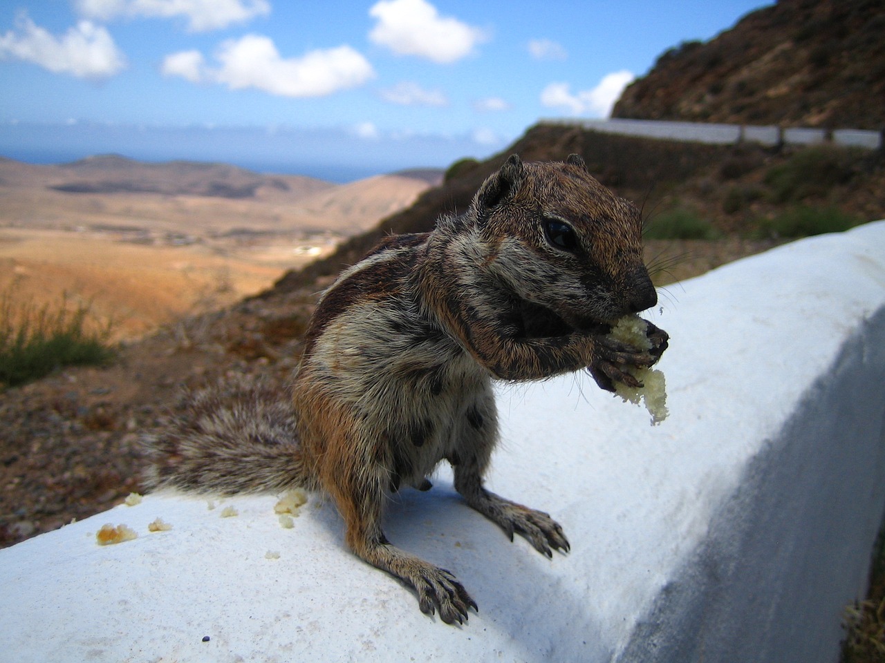 chipmunk squirrel nager free photo