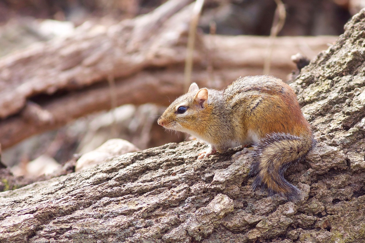 chipmunk animal cute free photo