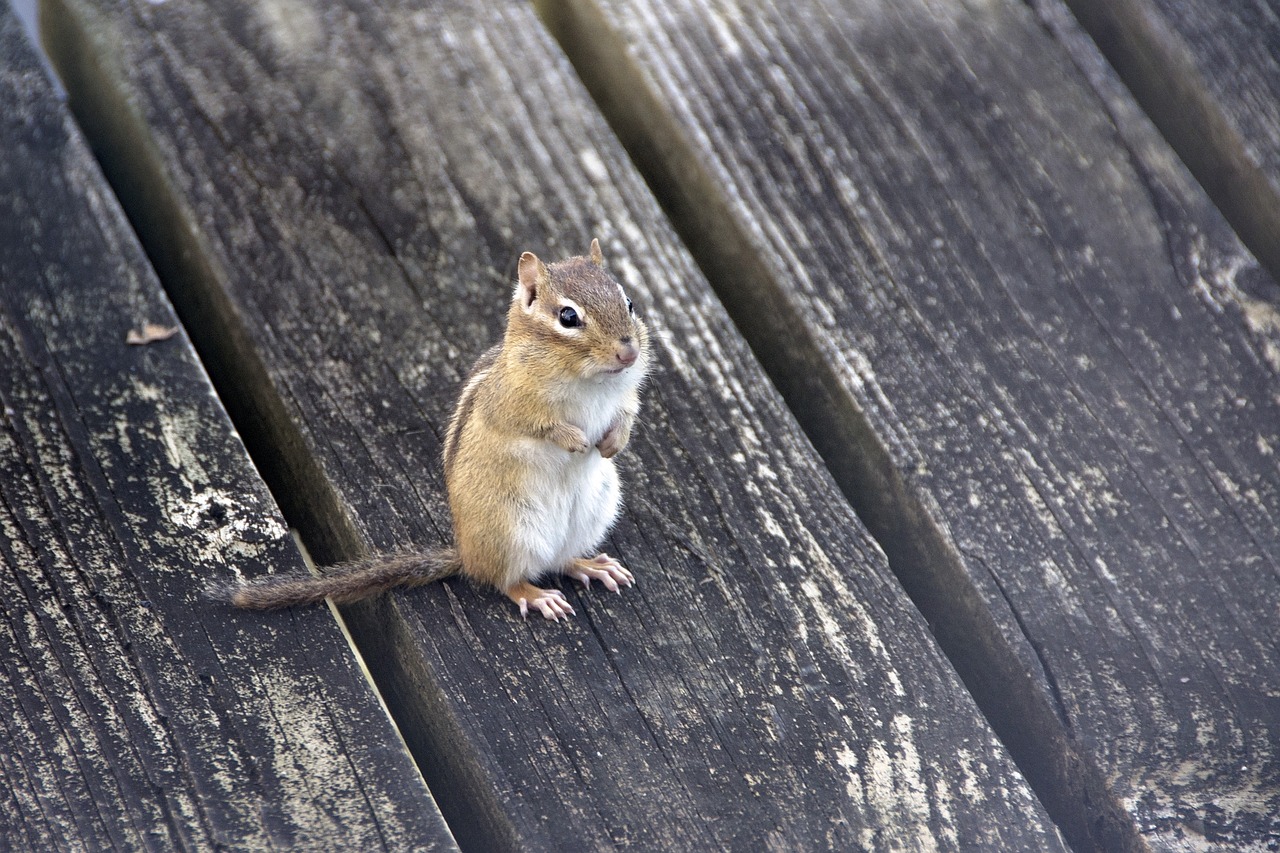 chipmunk animal nature free photo