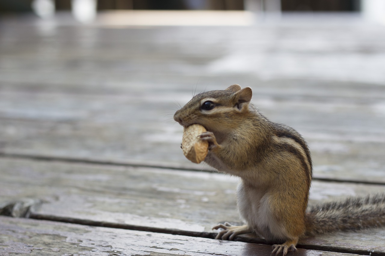 chipmunk peanut deck free photo