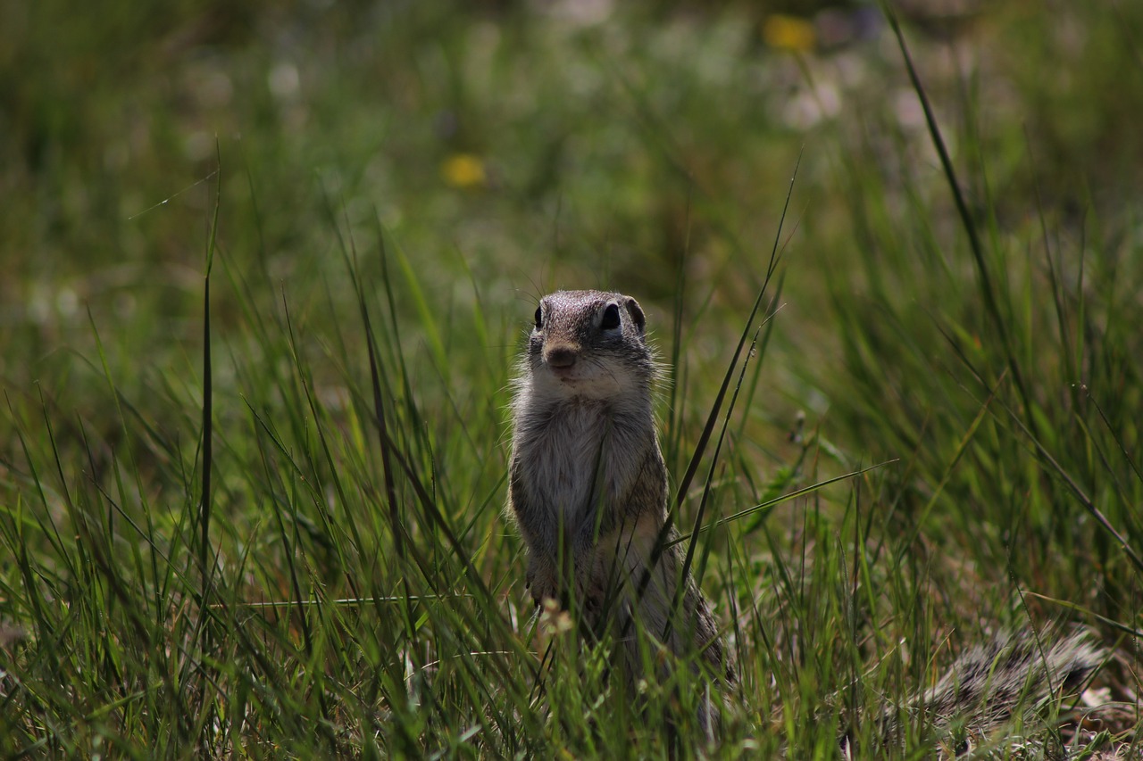 chipmunk animal wild free photo