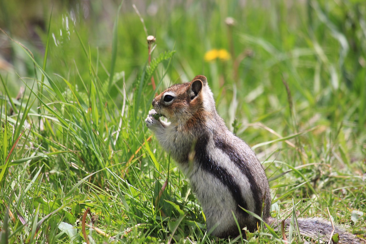 chipmunk canada nature free photo