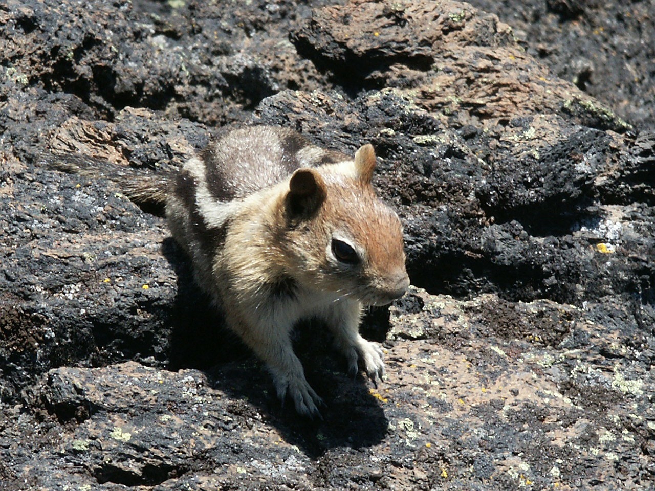 chipmunk nature animal free photo