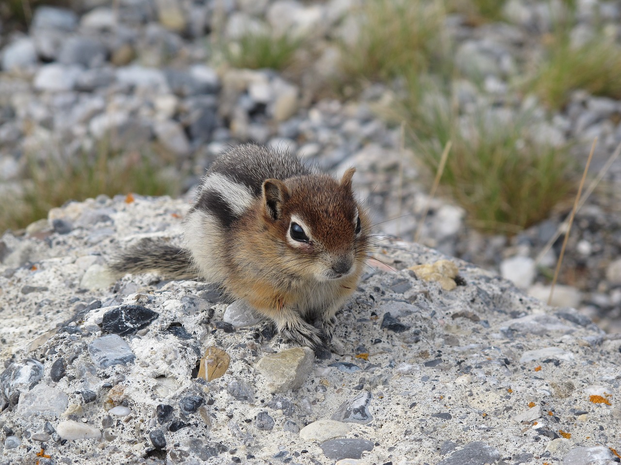 chipmunk animals nature free photo