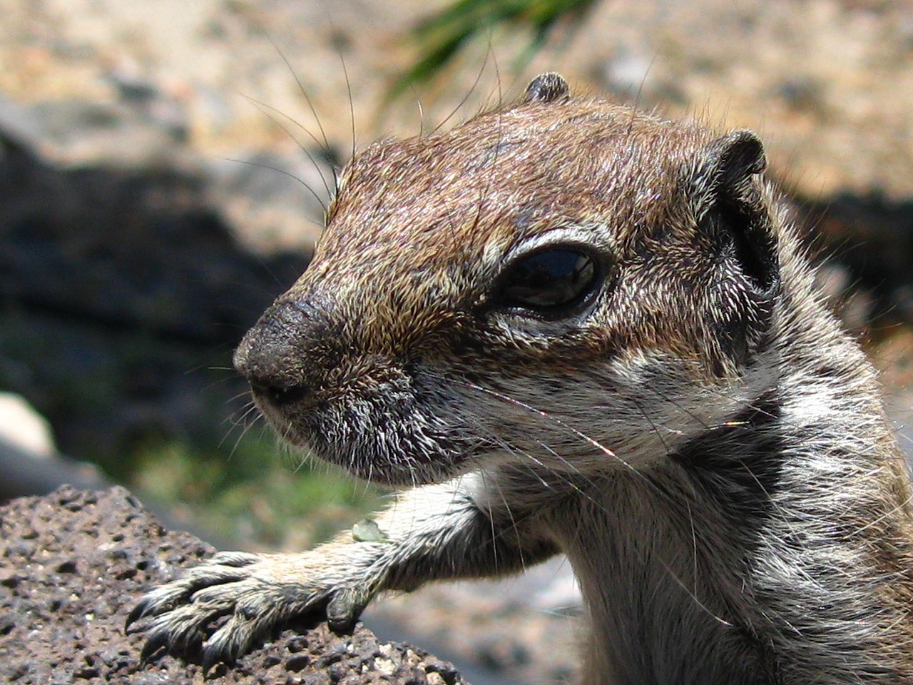 chipmunk nager cute free photo