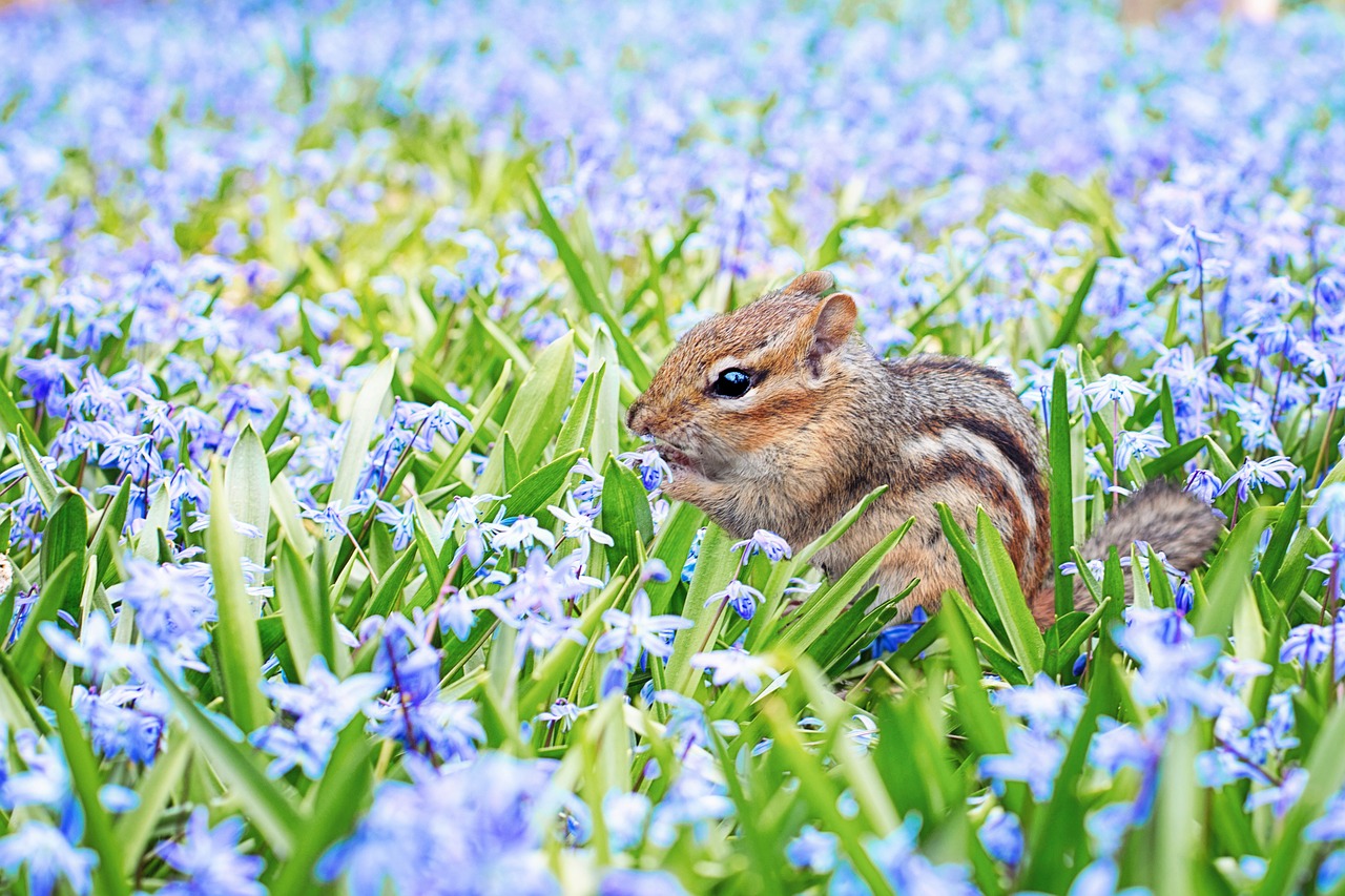 chipmunk spring field free photo