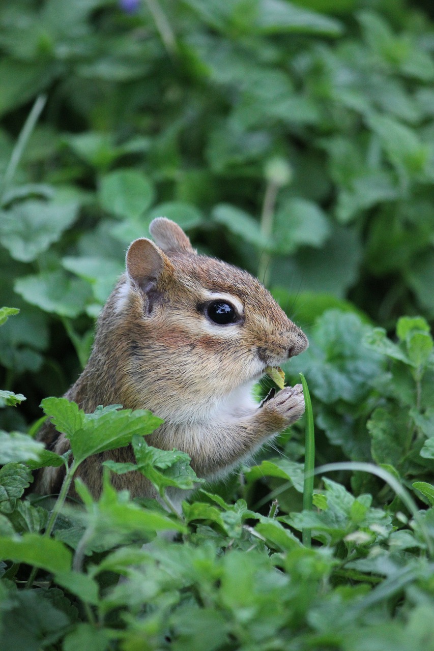 chipmunk nature rodent free photo