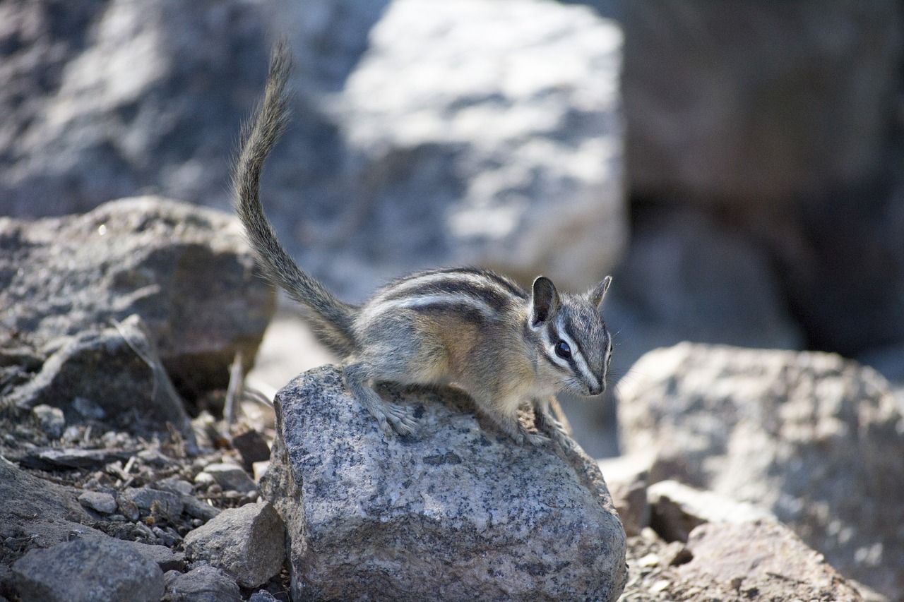 chipmunk cute environment free photo