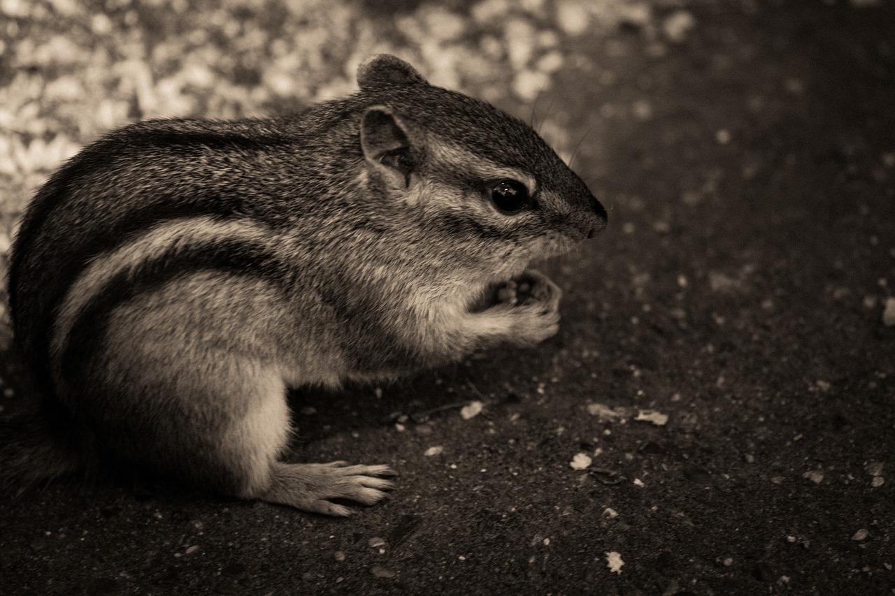 chipmunk animals black and white free photo