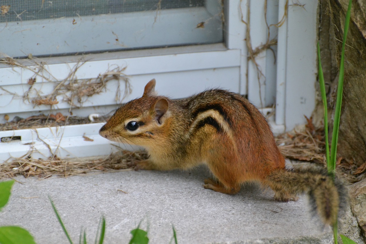 chipmunk animal rodent free photo