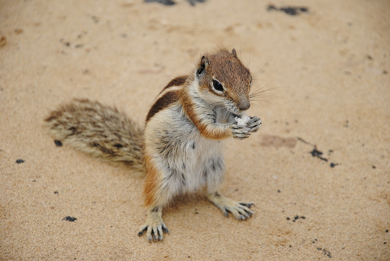 chipmunk squirrel cute free photo