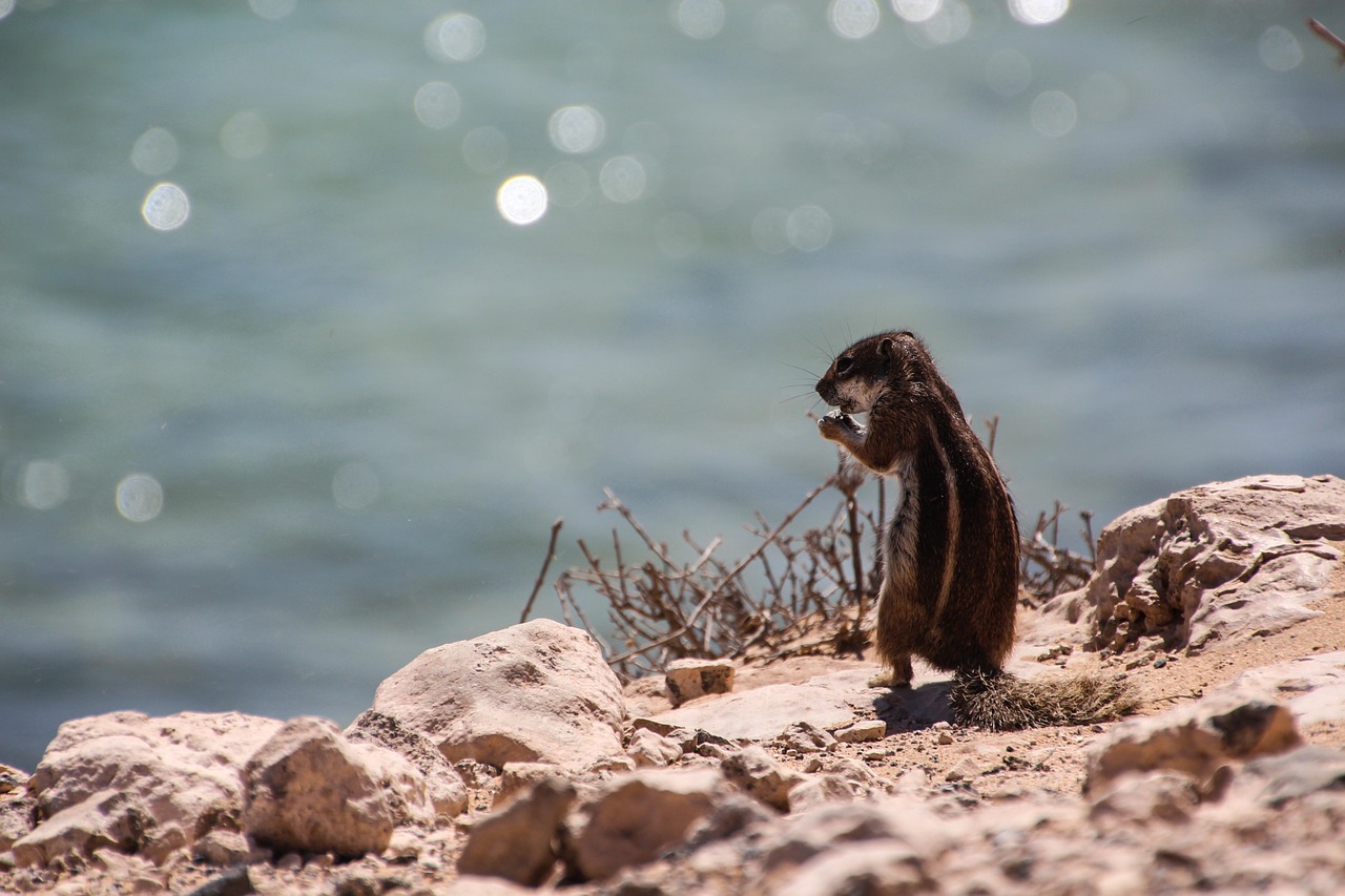 chipmunk croissant cute free photo