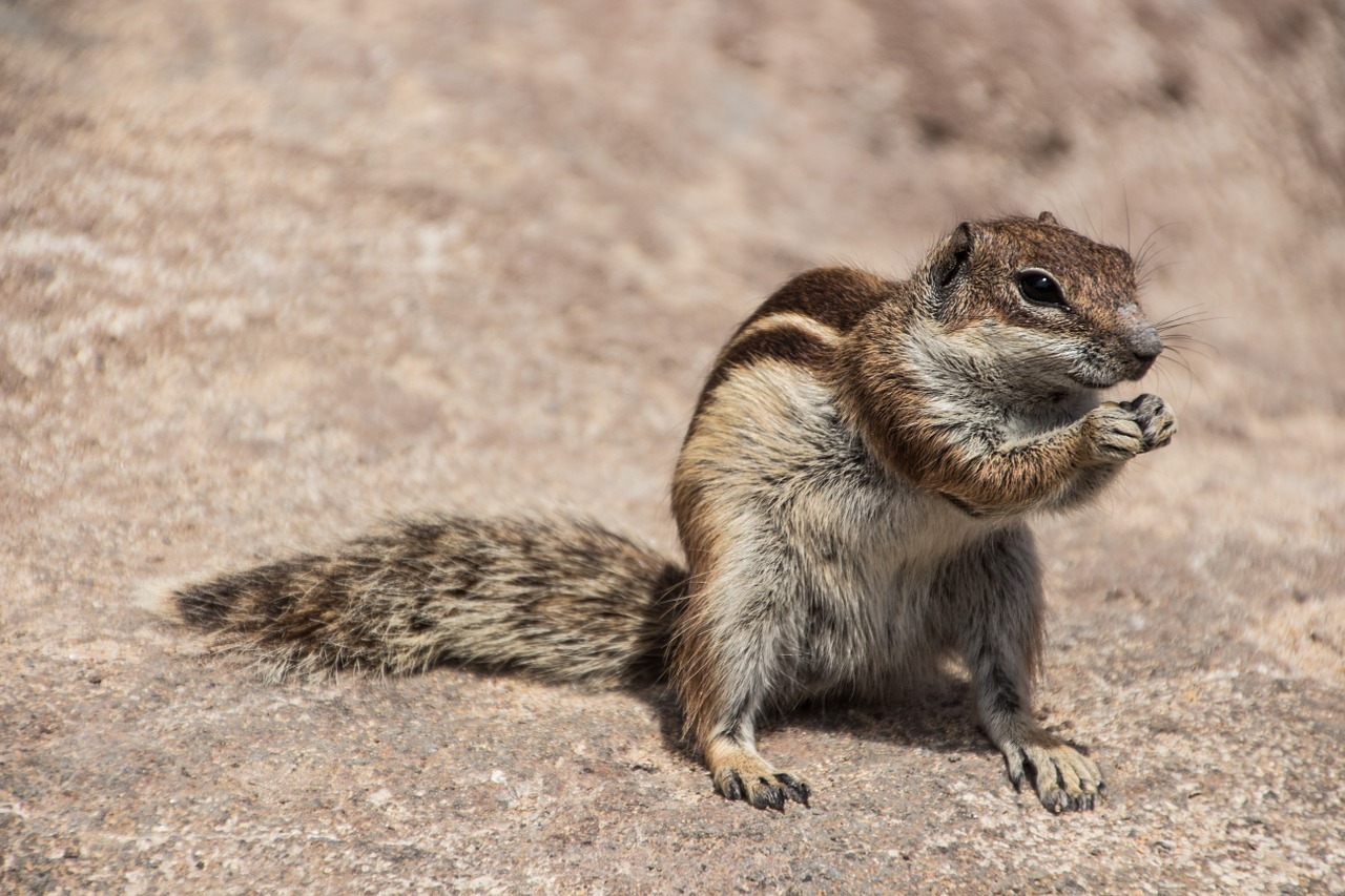 chipmunk nager squirrel free photo