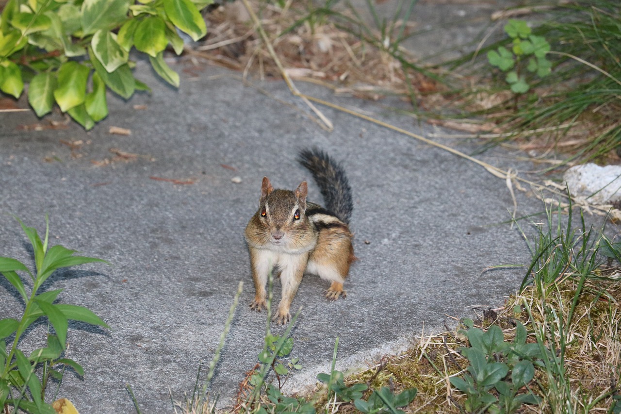 chipmunk animal cute free photo