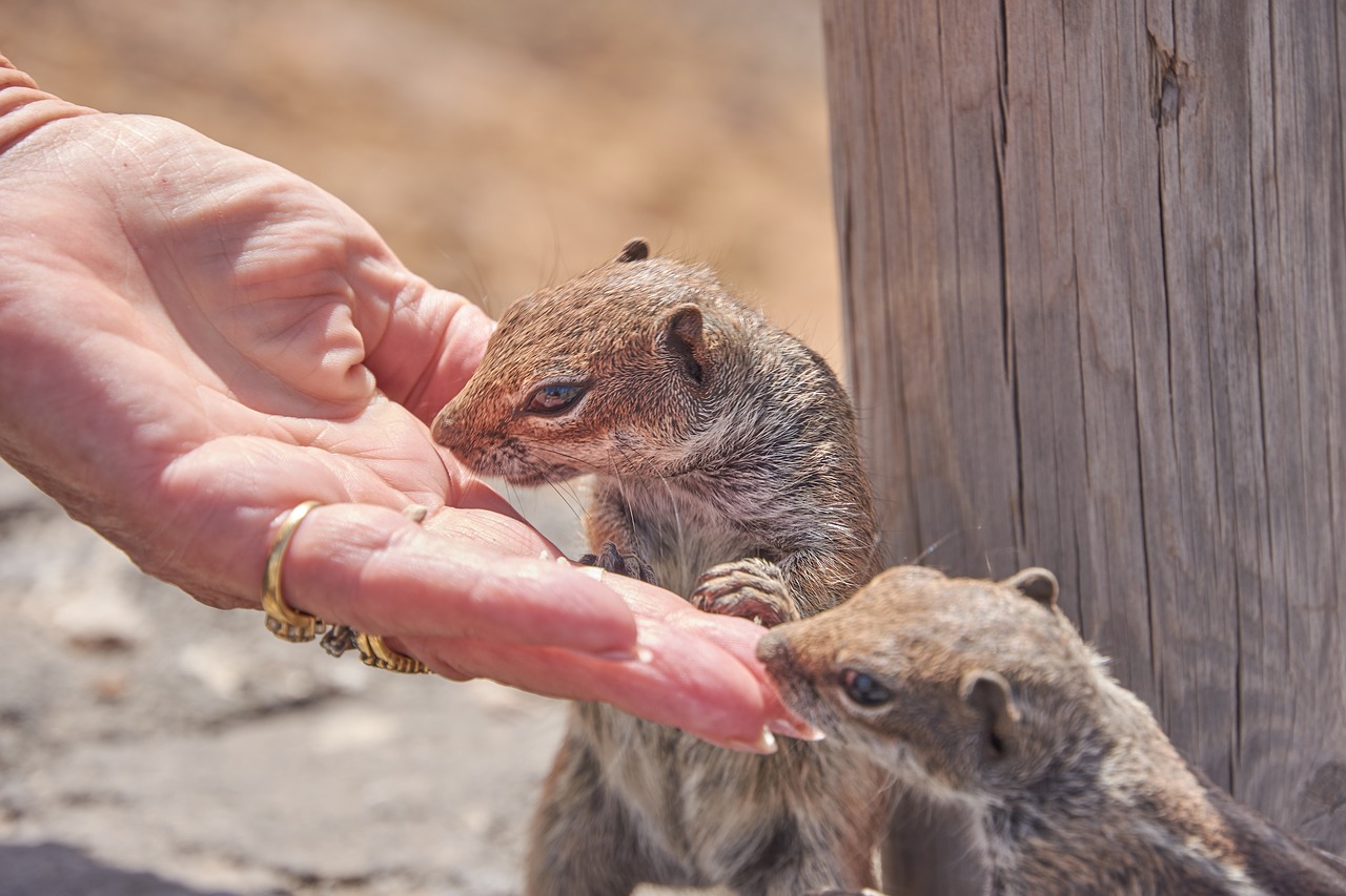 chipmunk feed eat free photo