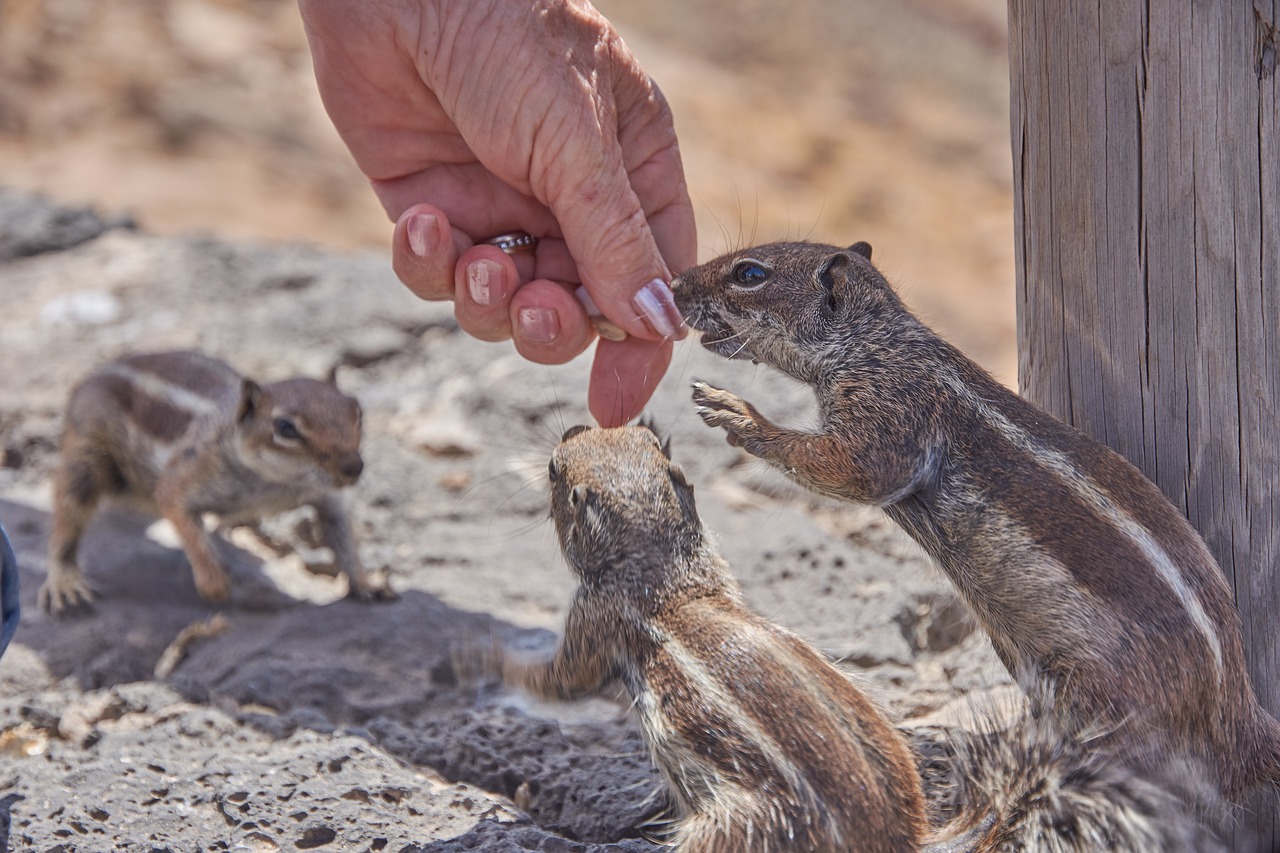 chipmunk feed eat free photo