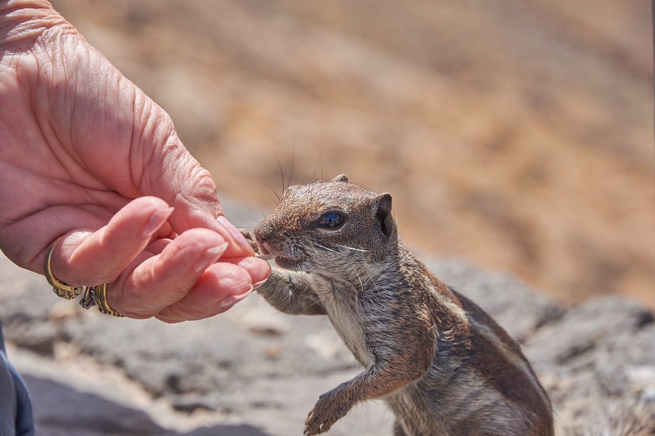 chipmunk feed eat free photo