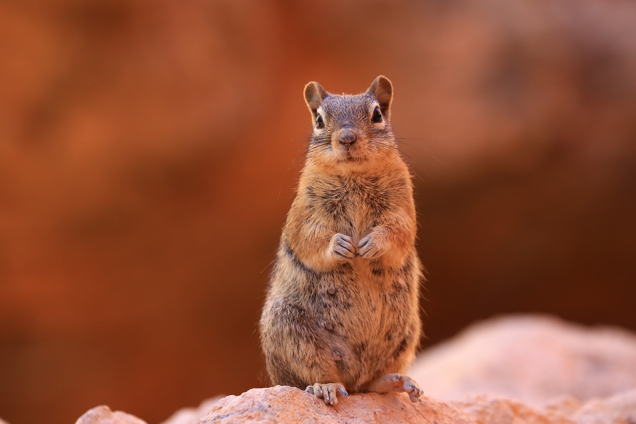 chipmunk nature wildlife free photo