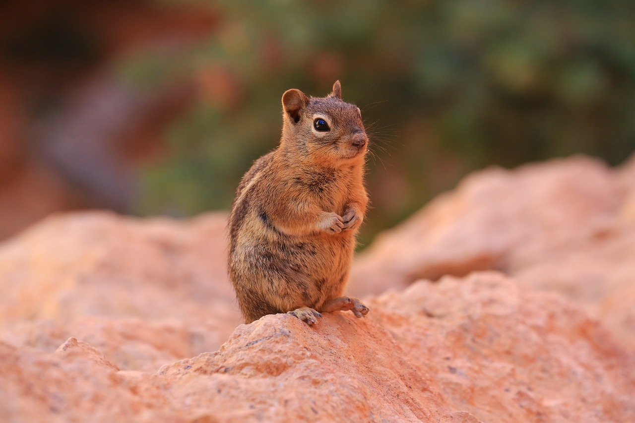 chipmunk nature wildlife free photo