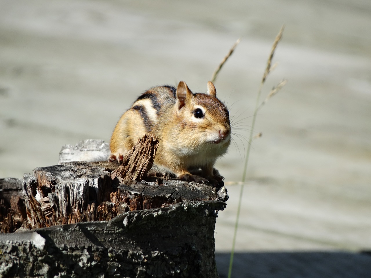 chipmunk cute wildlife free photo