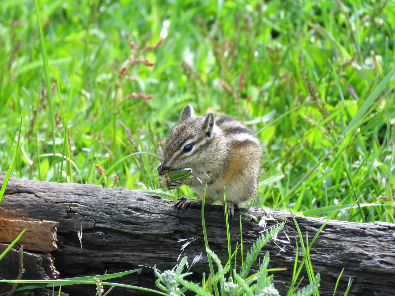 chipmunk  rodent  hiking free photo