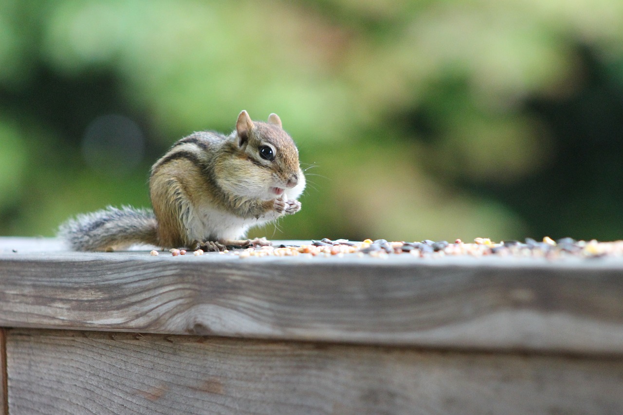 chipmunk  eating  animal free photo