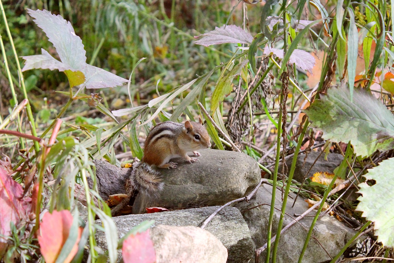 chipmunk  leaves  cute free photo