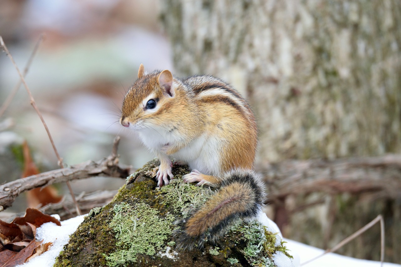 chipmunk  animal  forest free photo