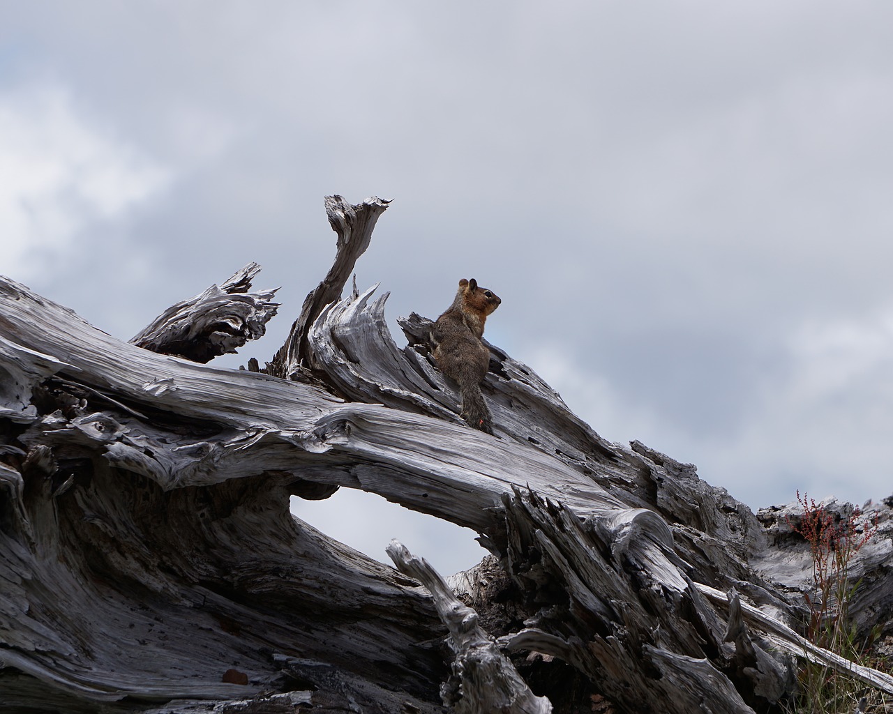 chipmunk  wildlife  nature free photo