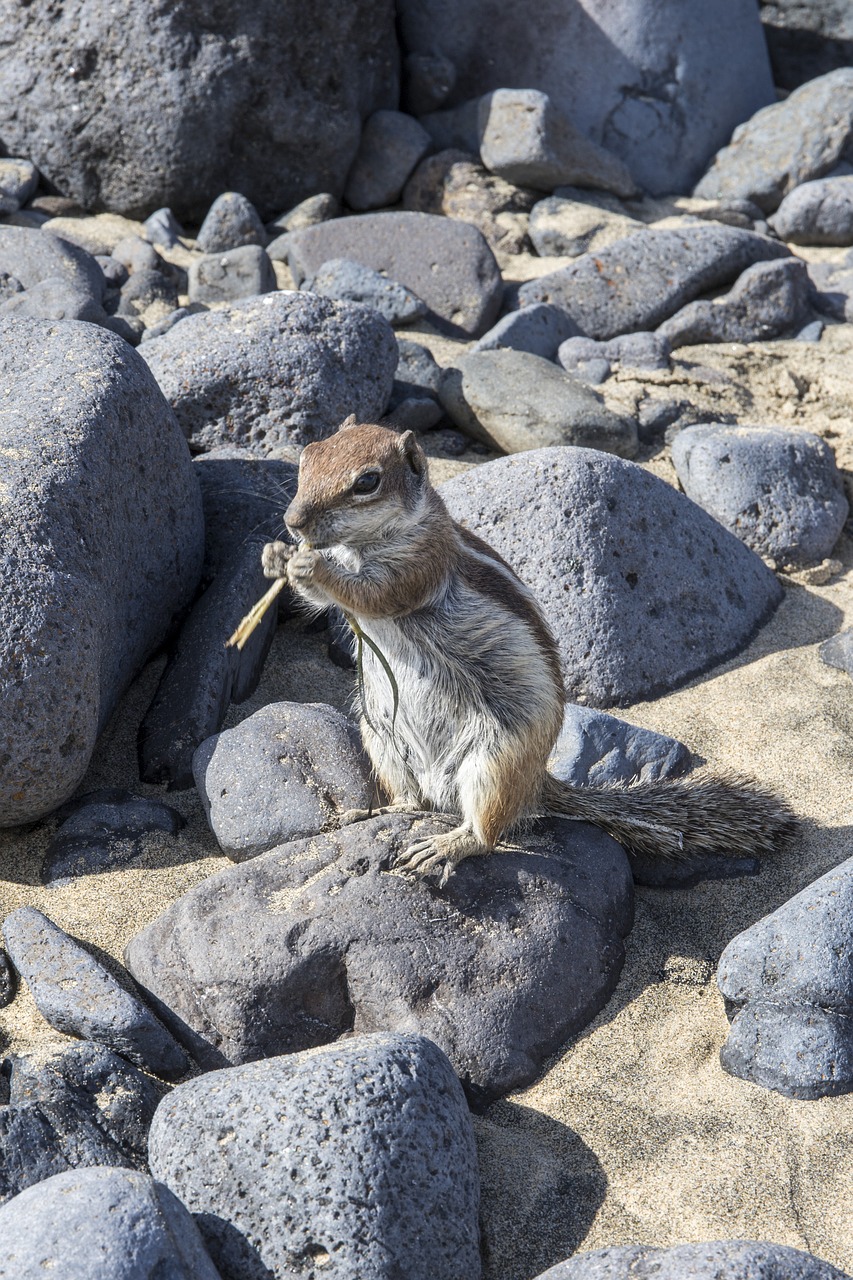 chipmunk  stones  rodent free photo