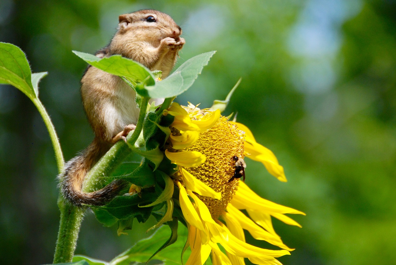 chipmunk  animal  sunflower free photo