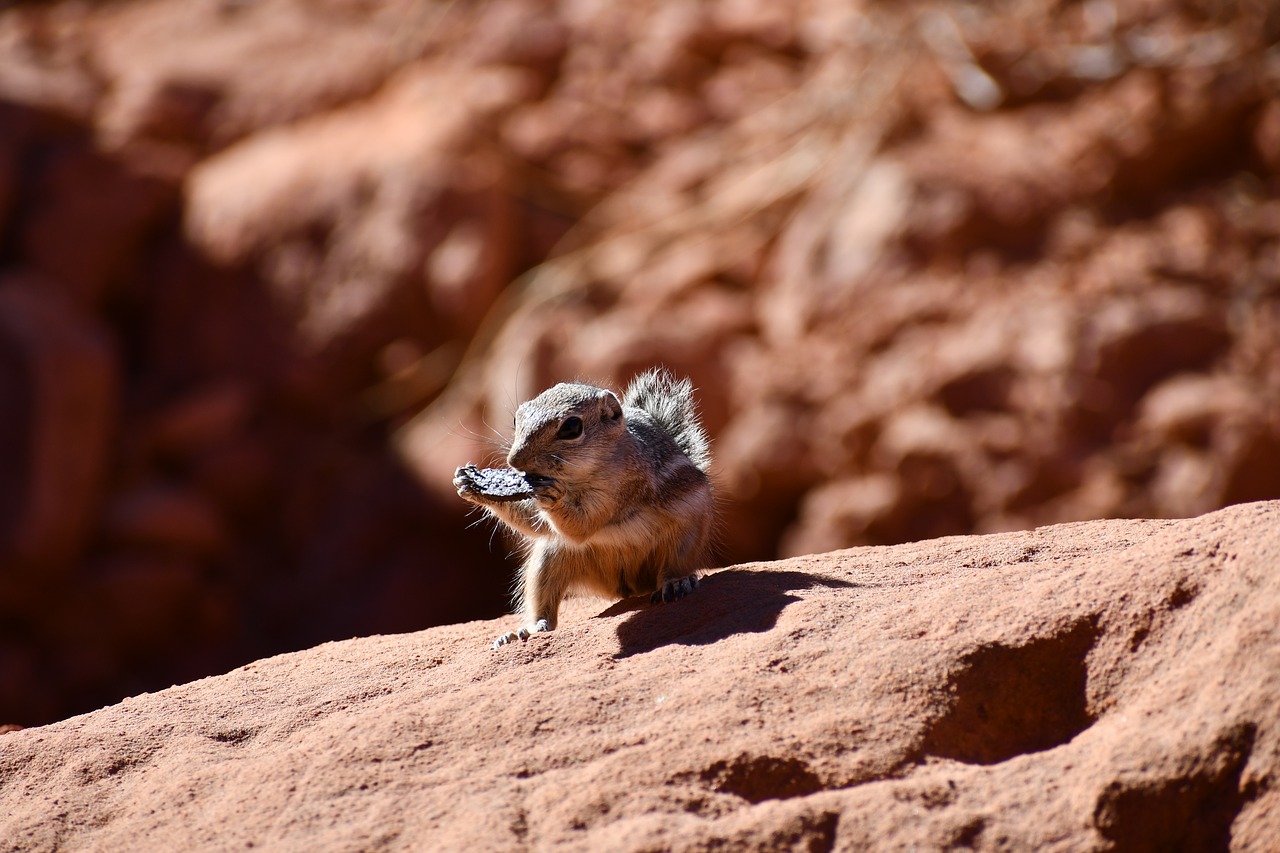 chipmunk  eating oreo  valley or fire cabin picnic area free photo