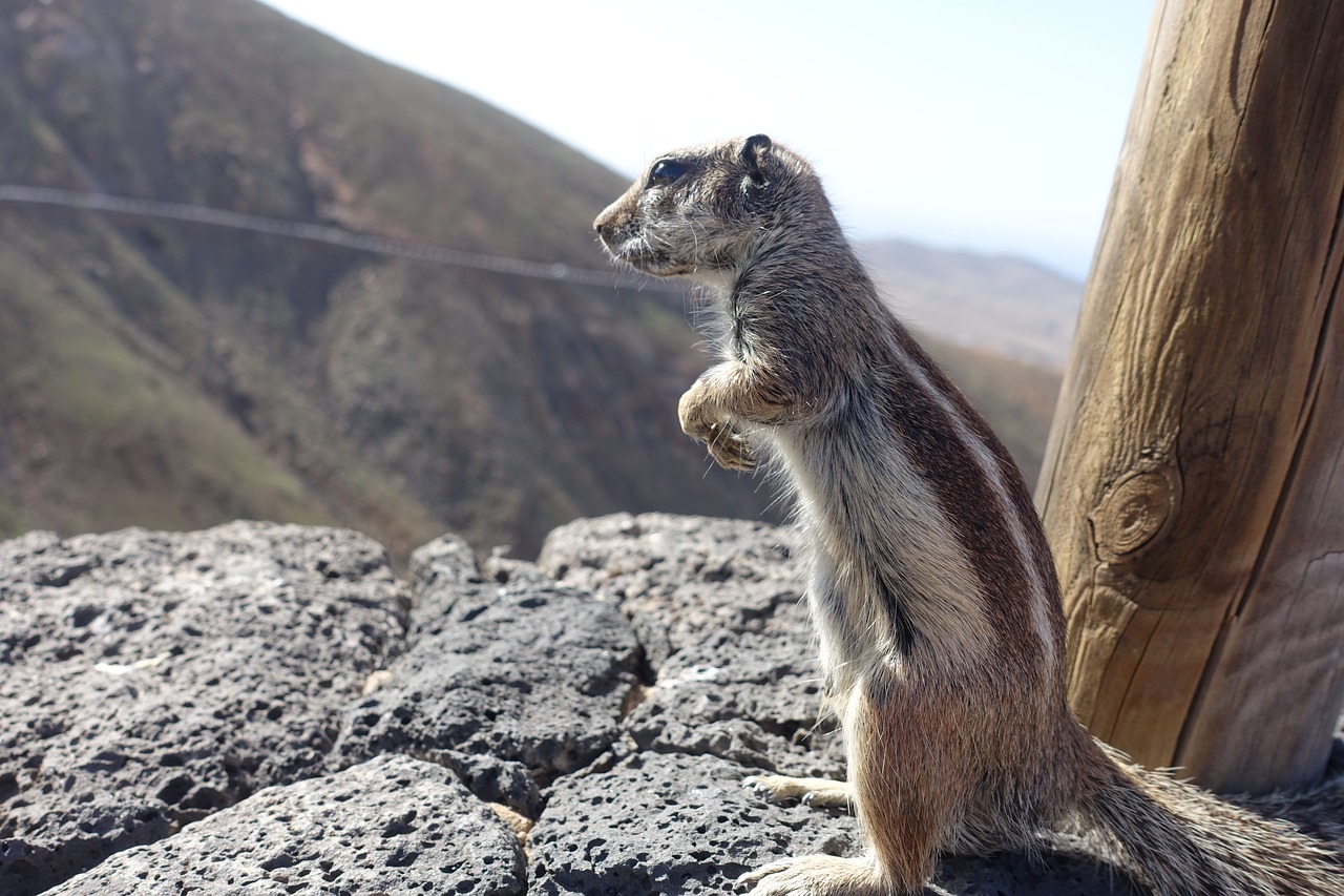 chipmunk  squirrel  fuerteventura free photo