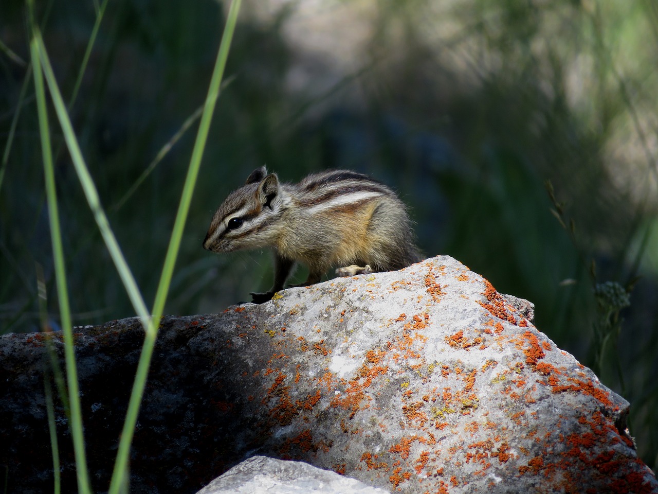 chipmunk  rodent  stripes free photo