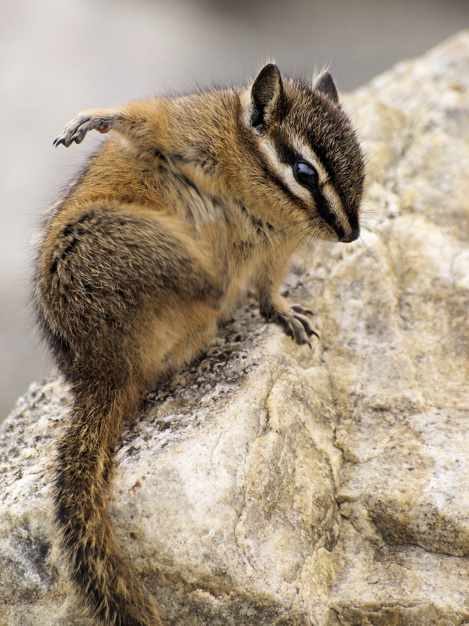 Chipmunk, cute, furry, animal, wildlife - free image from 