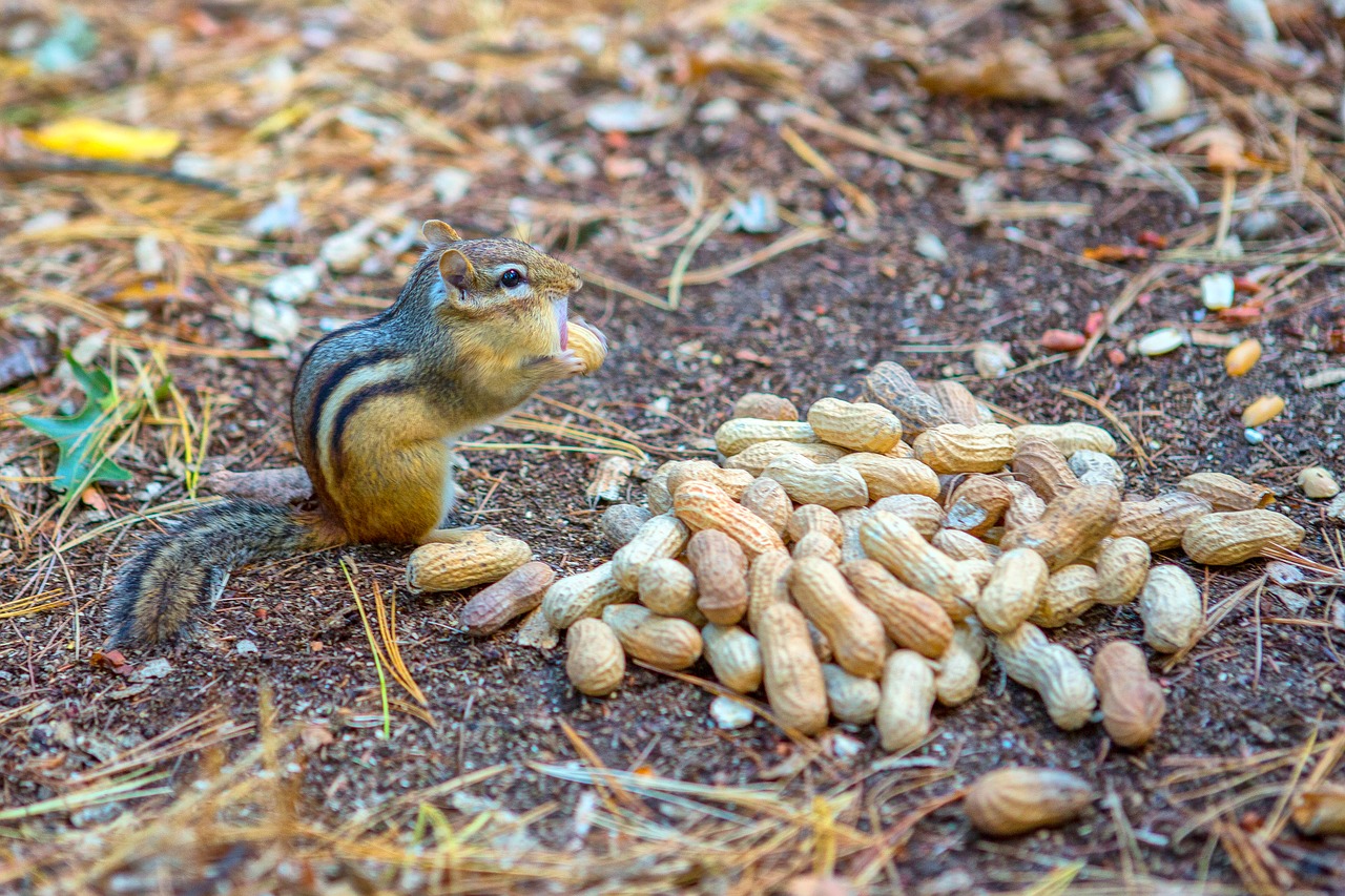 chipmunk  peanuts  animal free photo