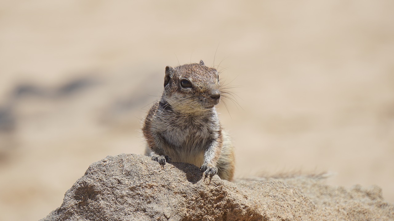 chipmunk  nager  animal free photo