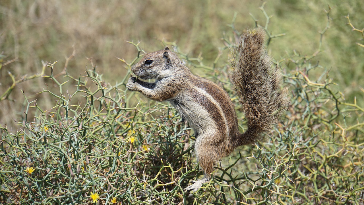 chipmunk  nager  fuerteventura free photo