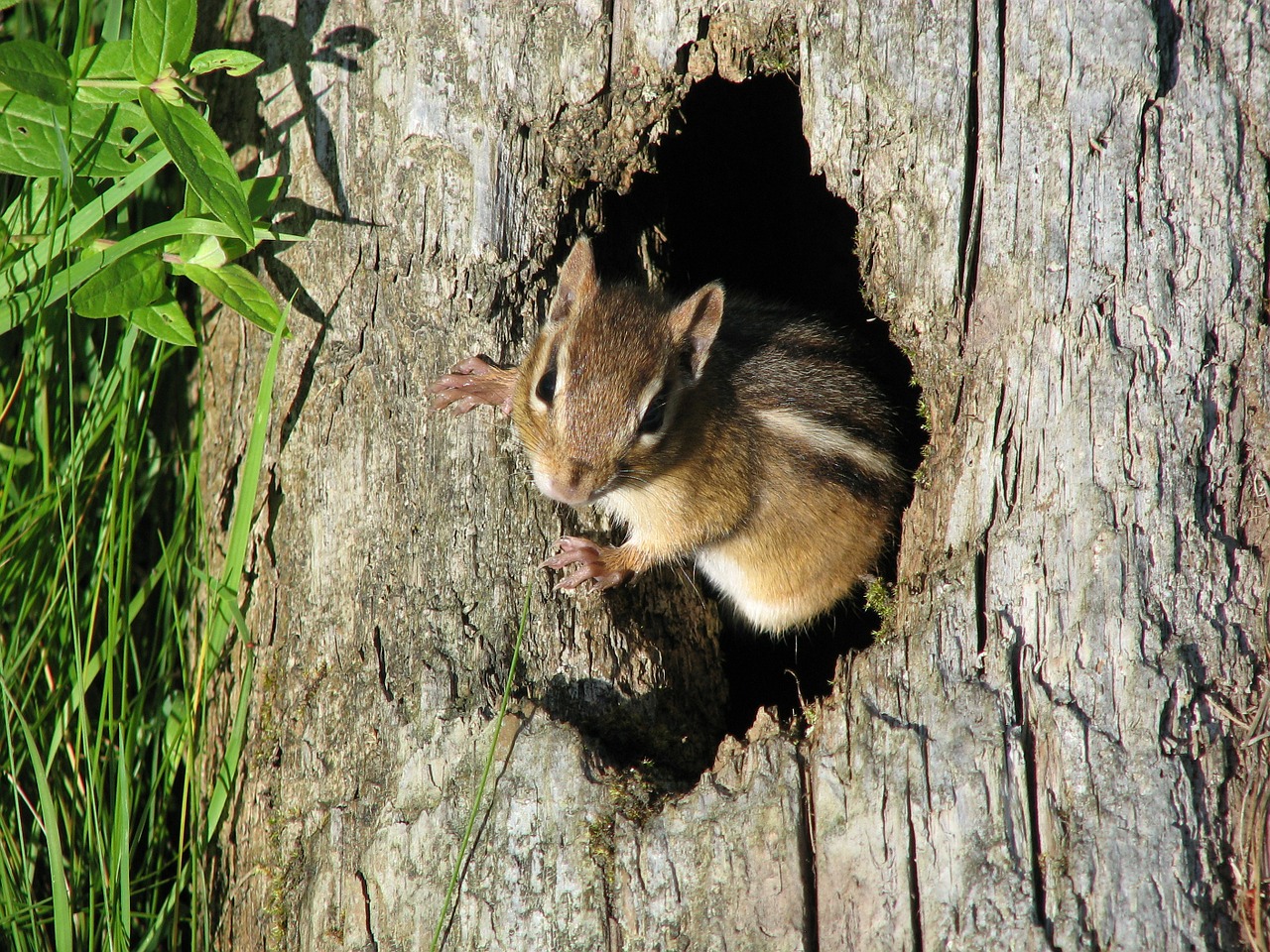 chipmunk tree nature free photo