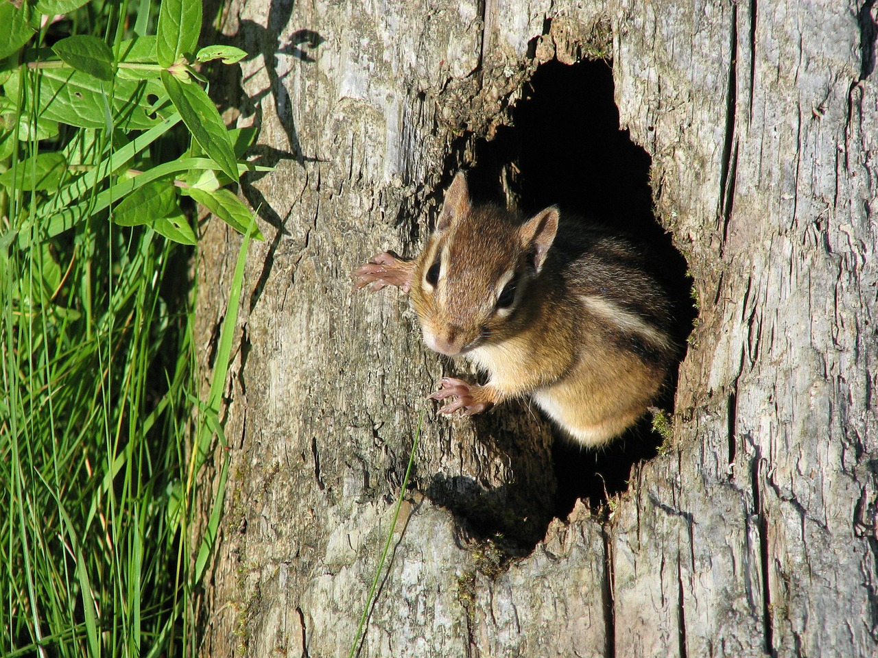 chipmunk tree nature free photo